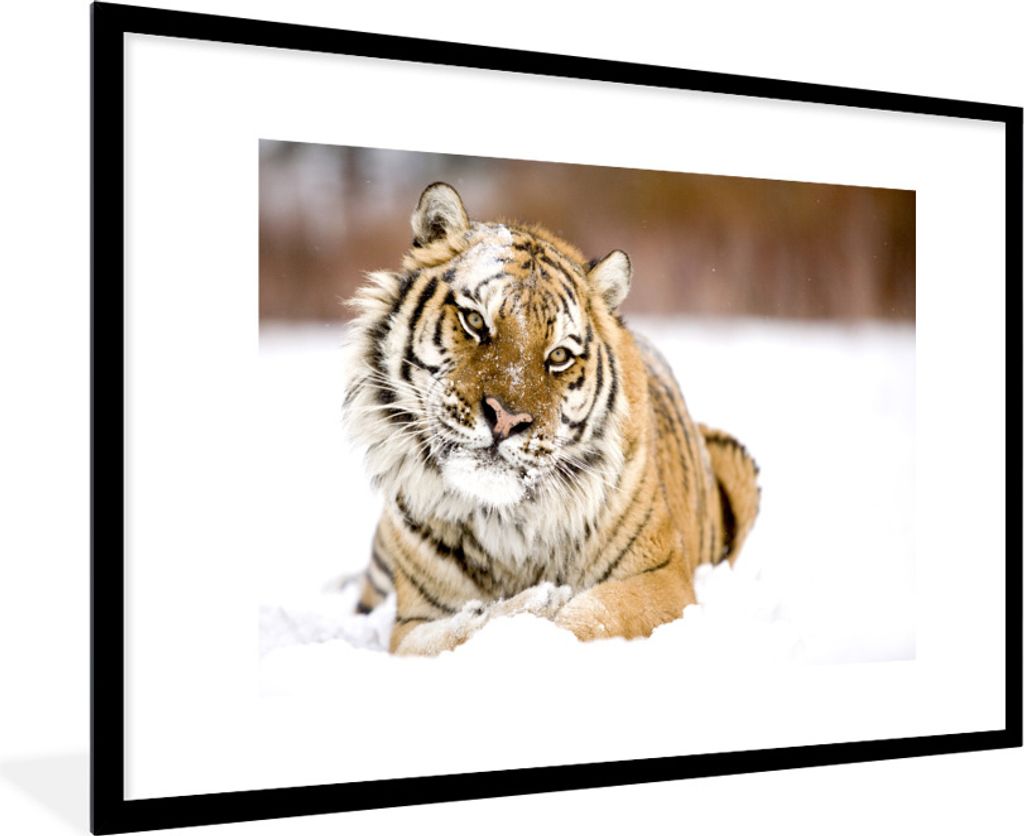 MuchoWow Gerahmtes Poster Tiger - Schnee - Weiß 90x60 cm - Poster mit Schwarzem Bilderrahmen Wandposter Rahmen Foto Bilder - Wanddekoration - Fotos