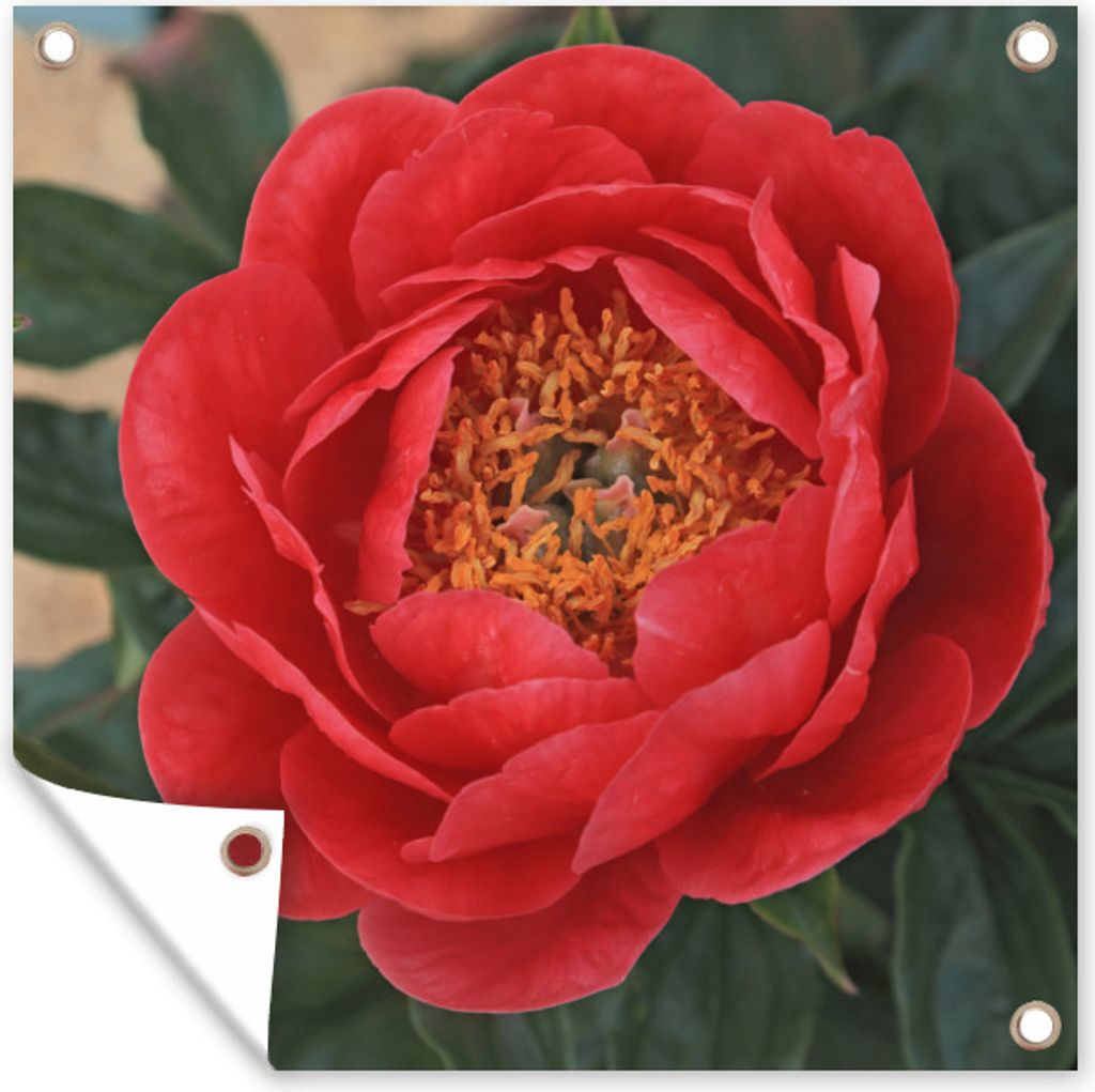 MuchoWow 100x100 cm Outdoor-Poster Gartendeko Sichtschutz Garten Poster für den Garten Eine rote Pfingstrose und eine Knospe