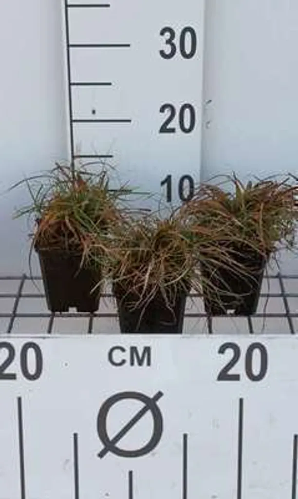 Carex caryophyllea The Beatles - Lot de 6 Graminées en Pots de 9cm