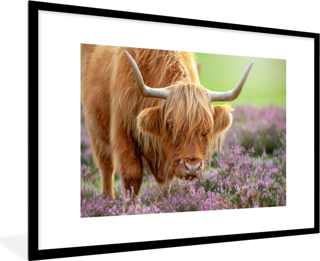 MuchoWow Gerahmtes Poster Schottischer Highlander - Lila - Blumen 90x60 cm - Poster mit Schwarzem Bilderrahmen Wandposter Rahmen Foto Bilder - Wa...