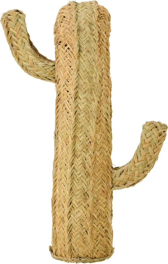 Cactus Gras Naturel J-Line Petit - Plante Vivante Increvable sans Soin