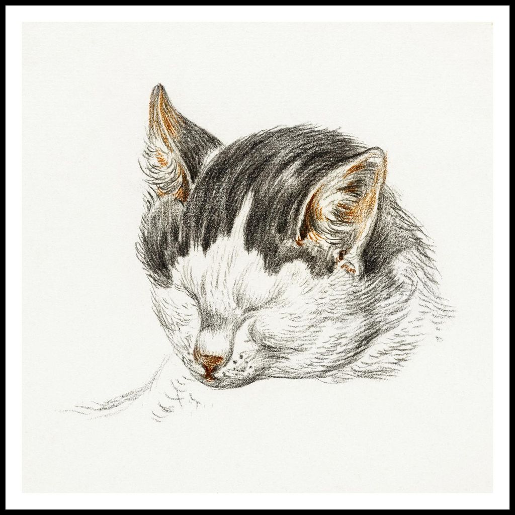 Plakat 90x90cm Katzenzeichnung 4, Jean Bernard Vintage für das Wohnzimmer