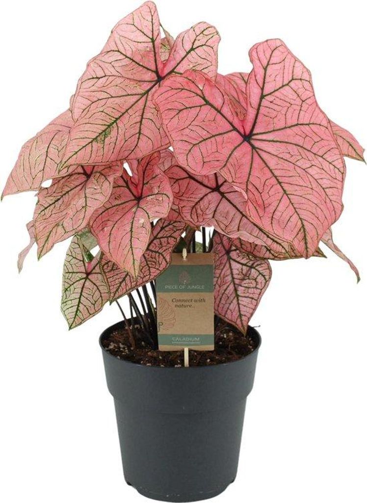 Famanu Caladium plant, "Spring Fling" - 65 cm - diameter 21 Productafbeelding 