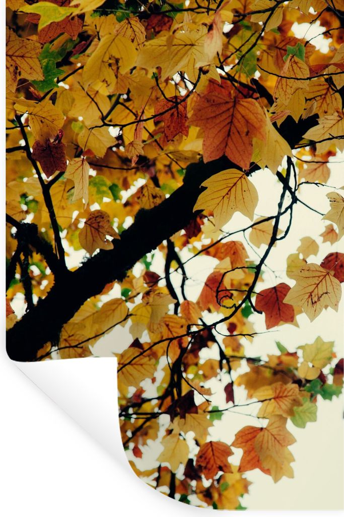 MuchoWow Wandtattoo Wandsticker Wandaufkleber Bäume - Herbstblätter - Natur 80x120 cm Selbstklebend und Repositionierbar - Repositionierbar - W...