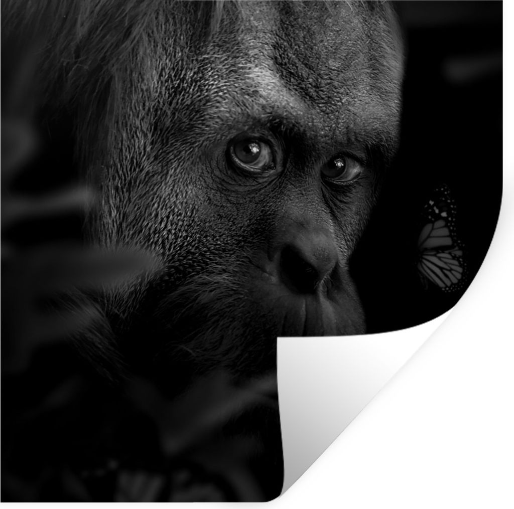 MuchoWow Wandtattoo Wandsticker Wandaufkleber Schmetterling - Affe - Pflanzen - Schwarz - Weiß 50x50 cm Selbstklebend und Repositionierbar - Sel...