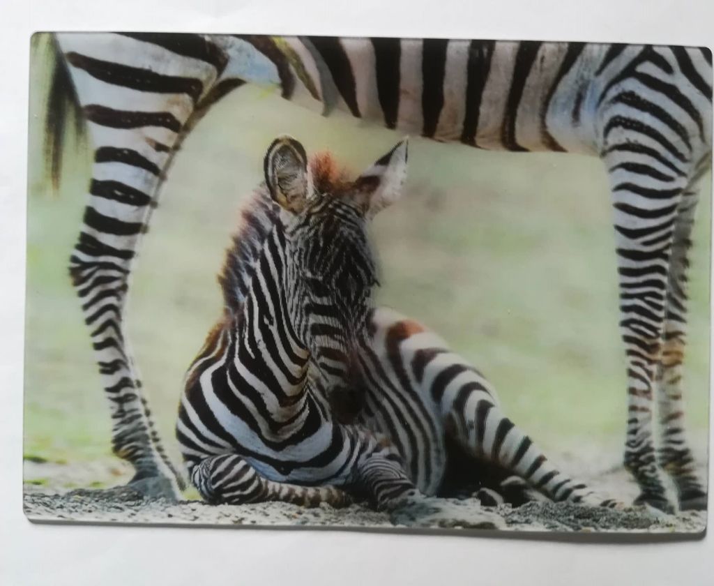 3 D Ansichtskarte Zebras, Postkarte Wackelkarte Hologrammkarte, Tier Zebra