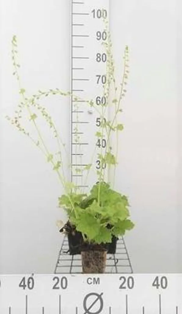 Aménager un sous-bois avec 6 Tellima grandiflora en pots de 9 x 9 cm