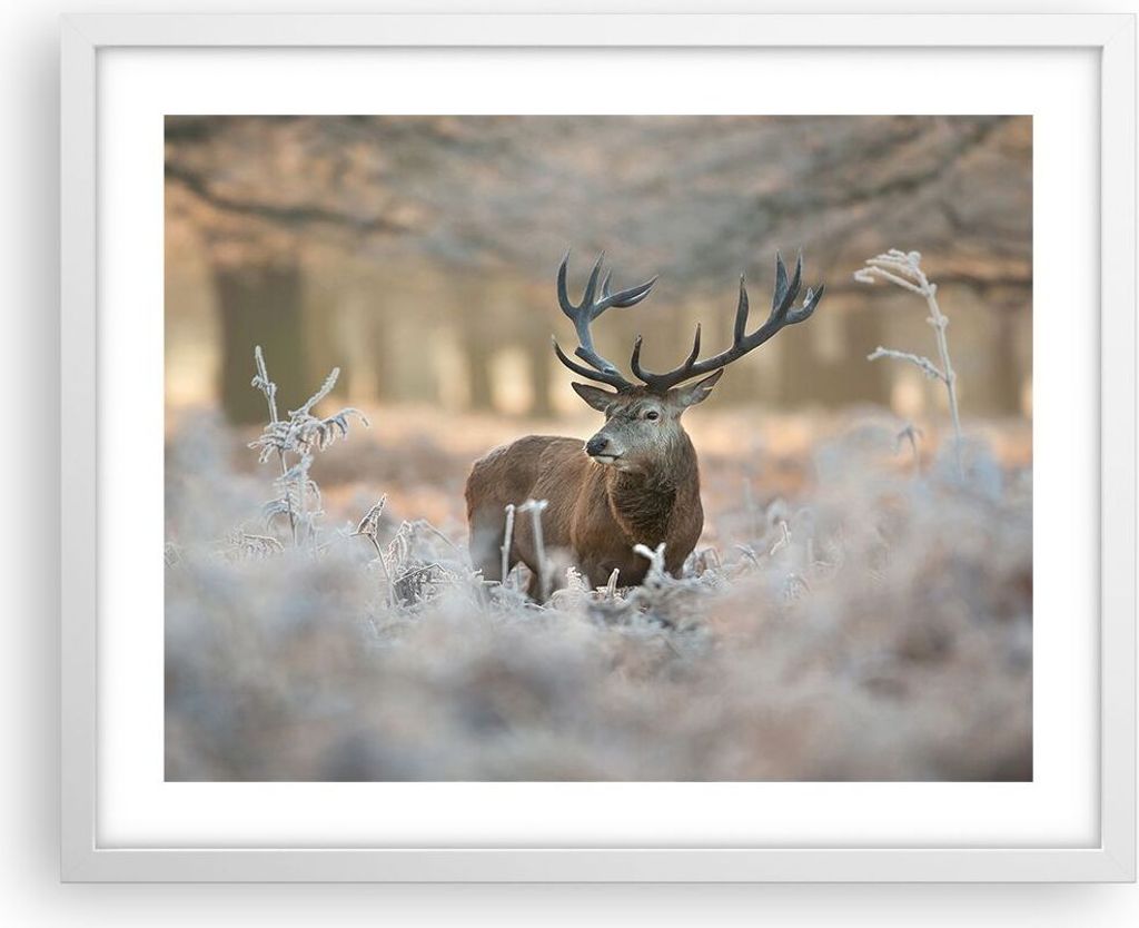 Gerahmtes Poster - Weißer Rahmen - Hirsch Wald Natur - 50x40 cm - Wand Bild - Wanddeko - Wandbilder - Kunstposter - Wandposter - Bilderrahmen - Bi...