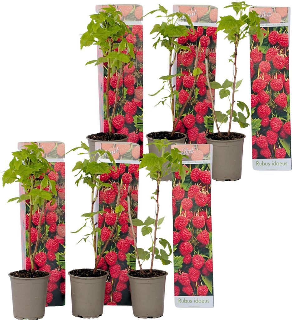 Multiple potted raspberry plants are displayed against a white background, with packaging showing images of raspberries.