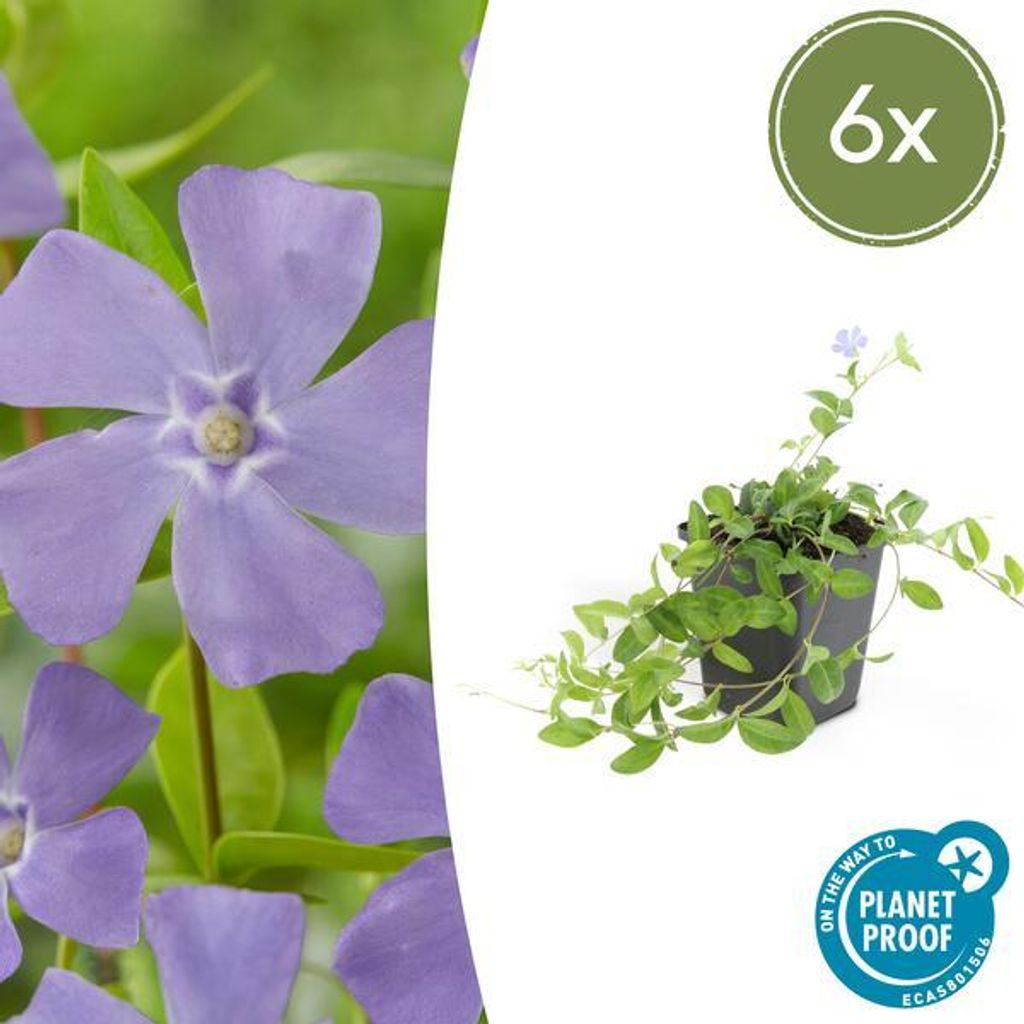 Kleines Immergrün – Vinca minor – 10-25cm – Ø9cm – 6 Pflanzen – Blauer Bodendecker – Sonne & Schatten – Pflegeleicht