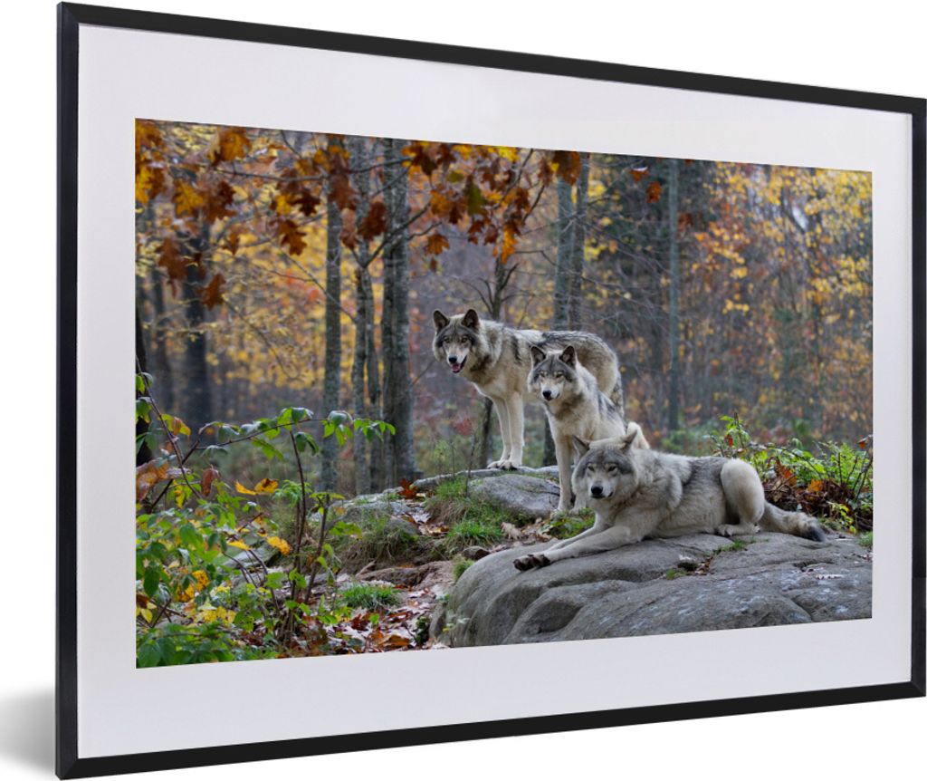 MuchoWow MuchoWow Gerahmtes Poster Wölfe - Fels - Wald 60x40 cm - Poster mit zchwarzem Bilderrahmen - Schlafzimmer - Plakat in Rahmen - Drucken