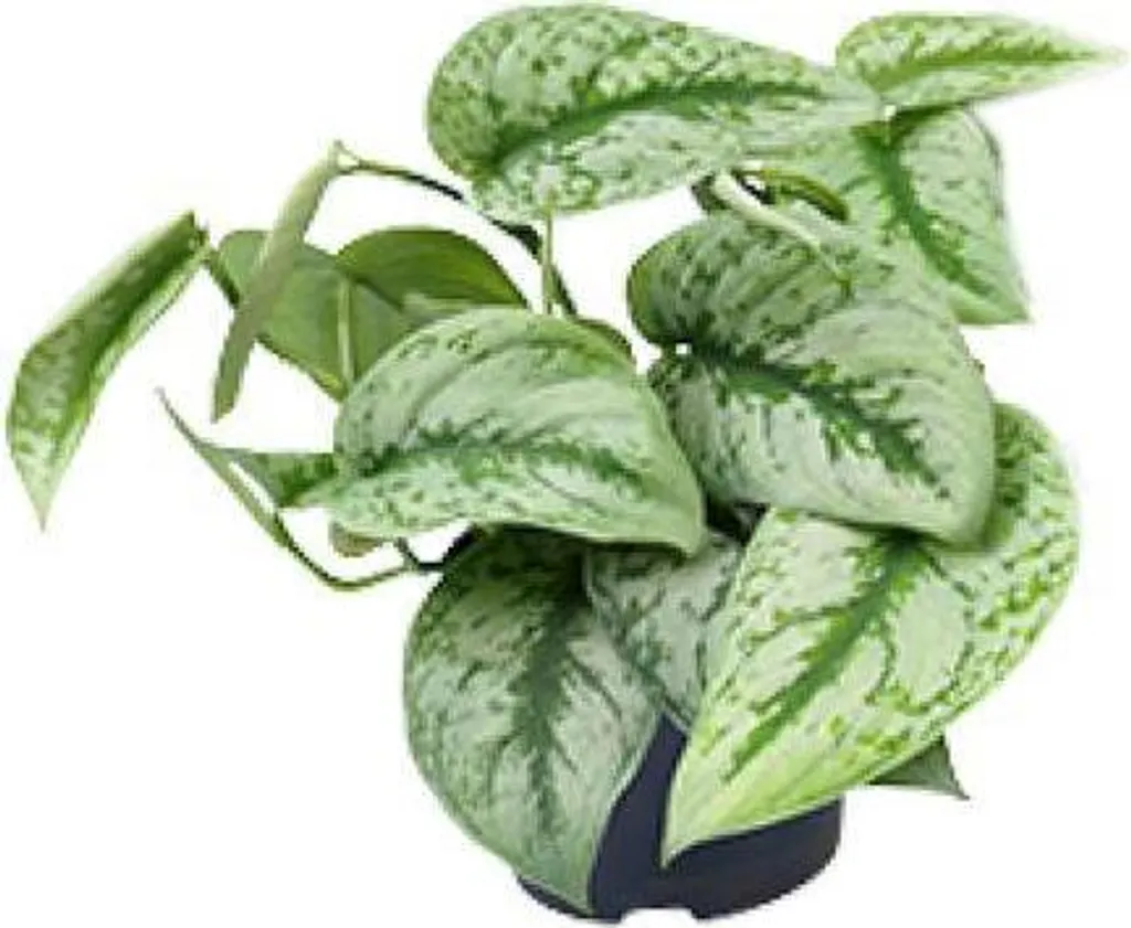 Scindapsus pictus Trebie Ø12cm - Lierre tacheté d'intérieur de 20cm