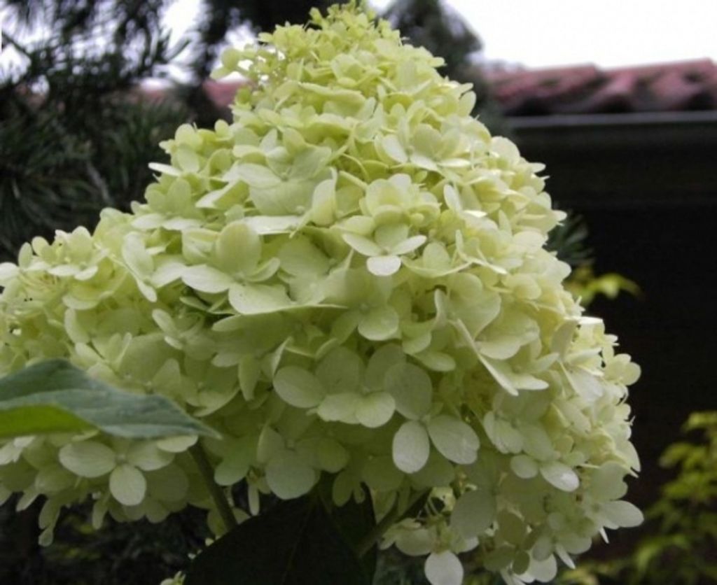 Rispenhortensie Limelight - Hydrangea paniculata Limelight - duftend - 40-60cm