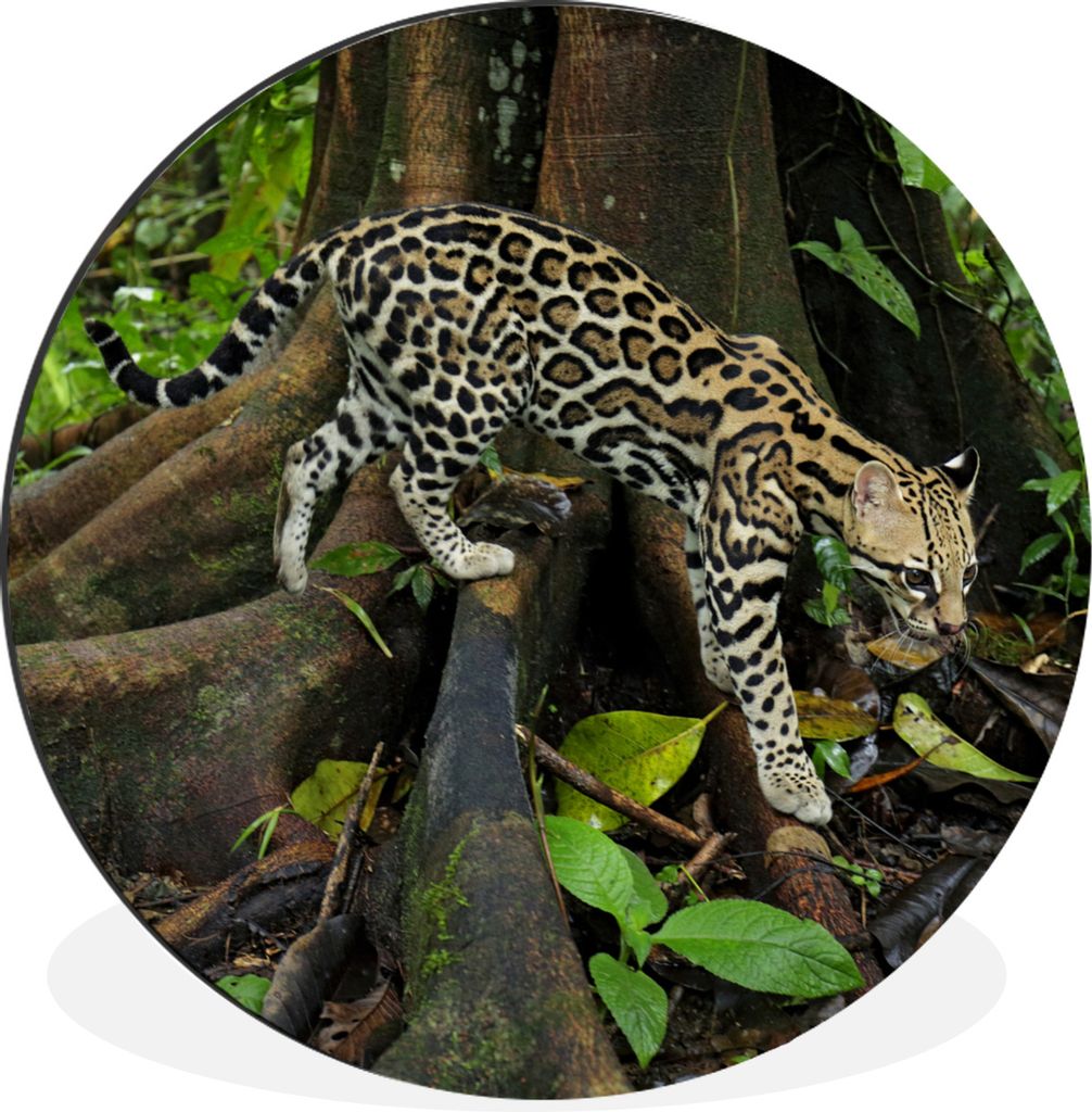 MuchoWow Aluminium Wandkreis Ozelot im Dschungel von Costa Rica Ø 30 cm Wanddeko Modern Wohnzimmer - Wand Bild - Wohnzimmer - Runde Bilder - Alu...