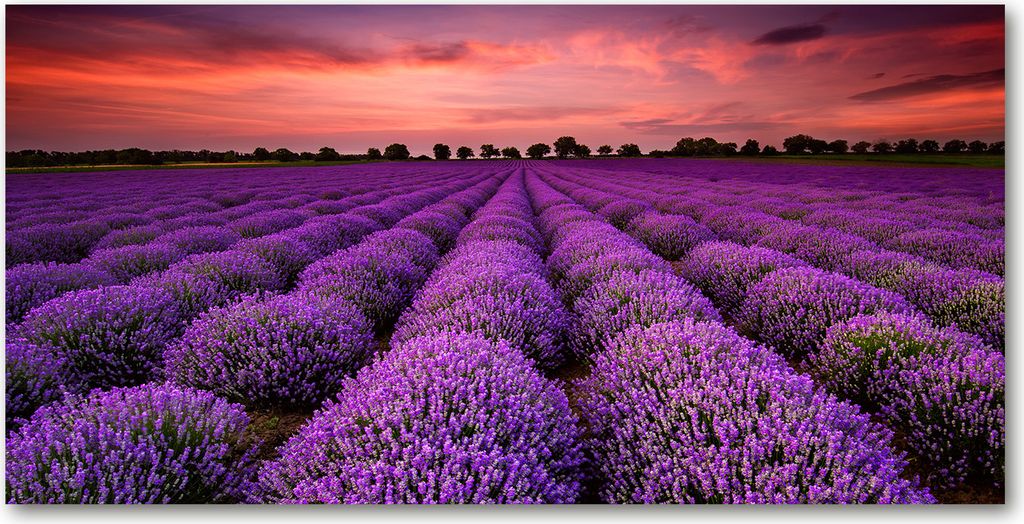 Tulup Leinwandbild - 140x70 cm - Wandkunst - Drucke auf Leinwand - Leinwanddruck - Landschaften - Lila - Lavendelfeld