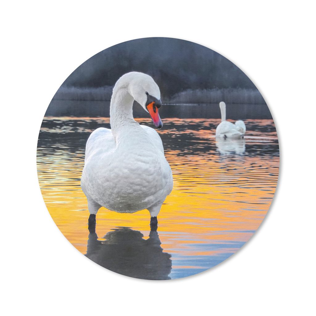 MuchoWow Mauspad Mousepad Schwan - Vogel - Sonnenuntergang - Wasser 30x30 cm - Mousepads - Maus Mat - Pad - Mausunterlage - Tischunterlage - Schr...