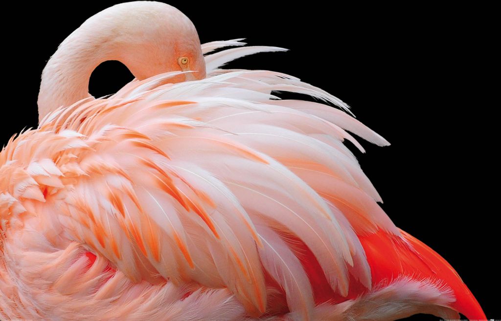 Flamingos Kunstdruck Bild - Flamingo Mit Schönen Federn (80 x 120 cm)
