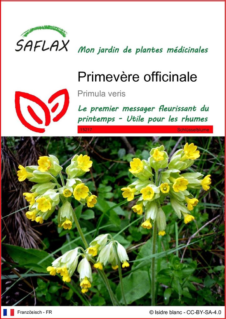SAFLAX  - Primevère officinale - 100 graines - Primula Image du produit 