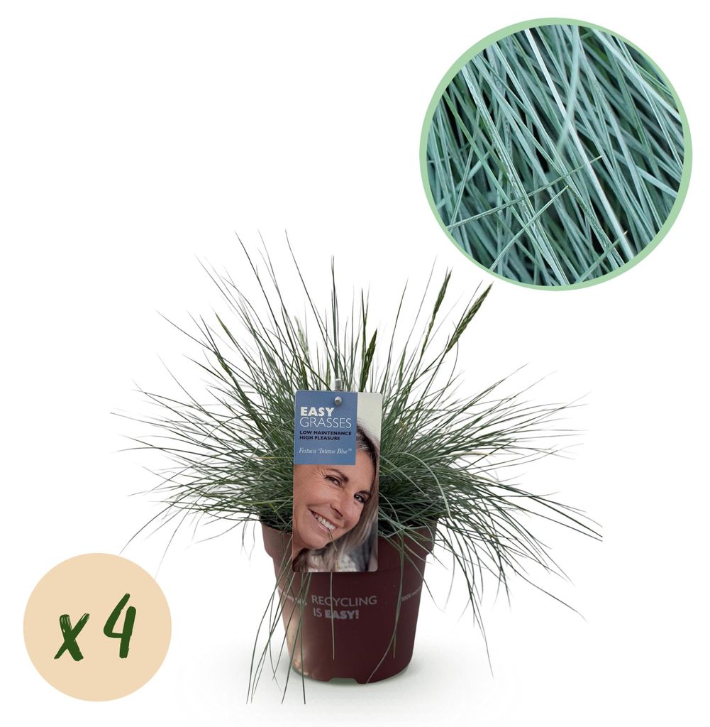 GreenboutiQ - Ziergräser - Festuca glauca Intense Blue - Blau - 4 Pflanzen - Immergrün - Wenig Pflege - Topf 17cm Höhe 50cm