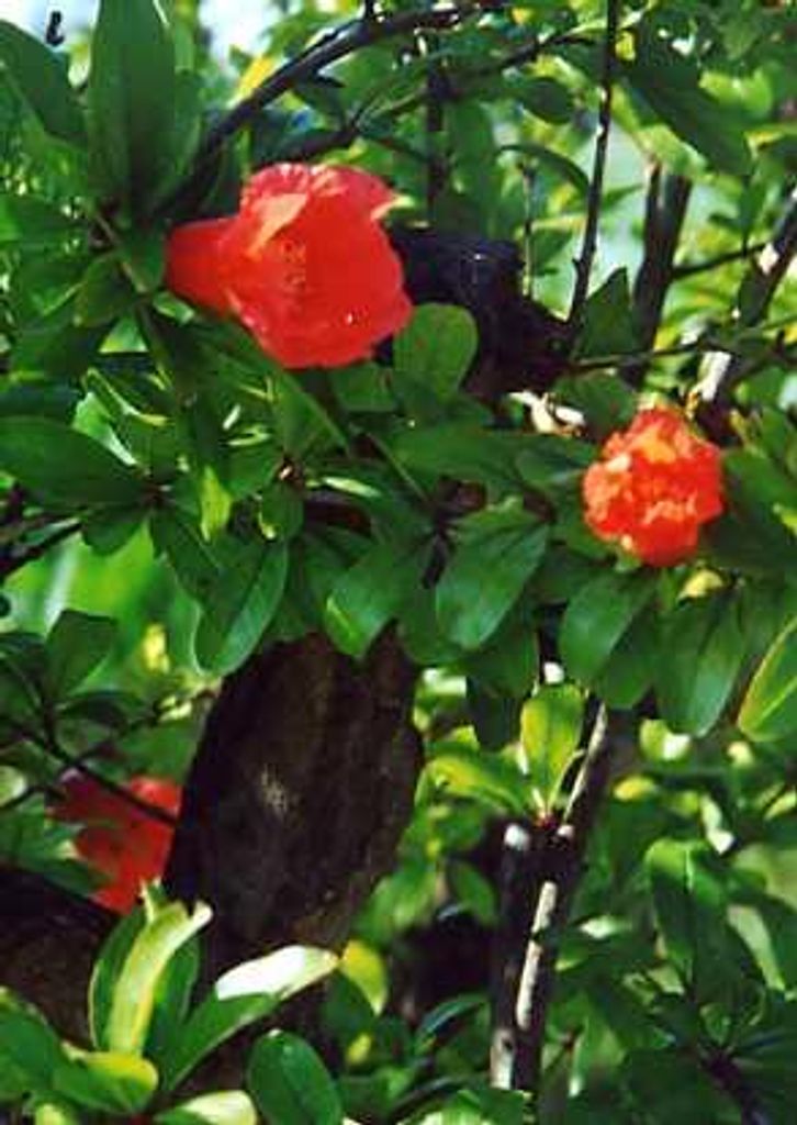 Tropica Zwerg-Granatapfel, Produktbild 