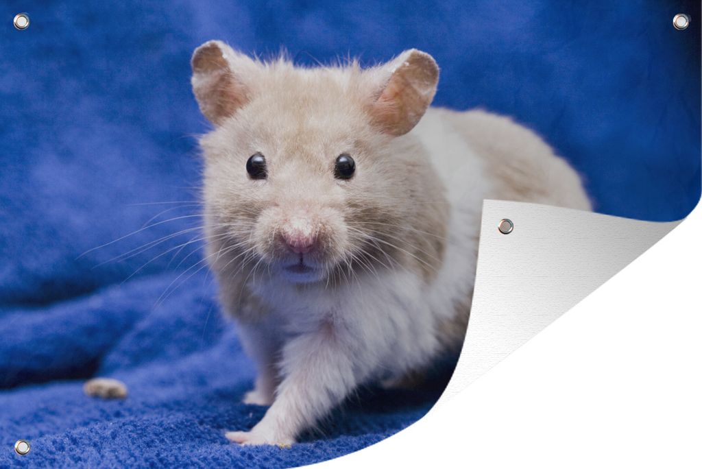 MuchoWow 120x80 cm Outdoor-Poster Gartendeko Sichtschutz Garten Poster für den Garten Syrischer Hamster