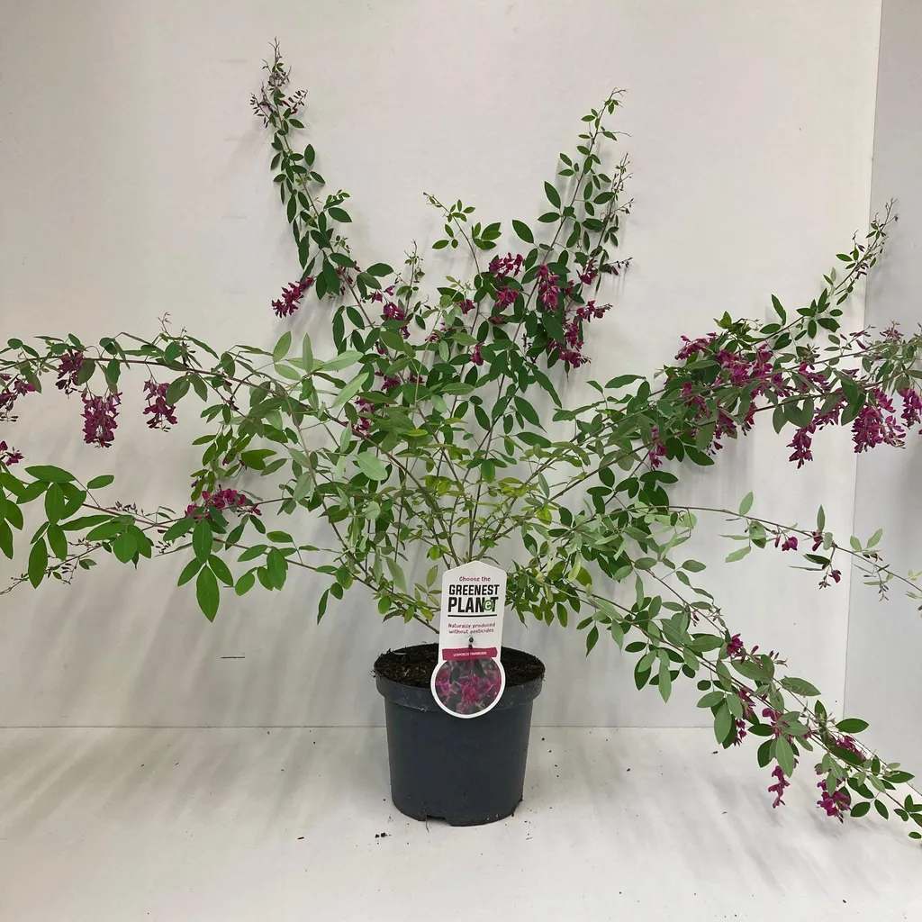 Lespedeza thunbergii à floraison rose - Trèfle de Thunberg 35-40 cm
