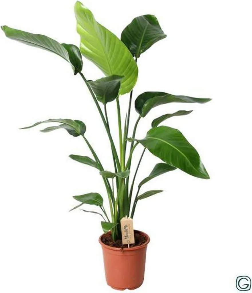 Oiseau de paradis Strelitzia Ø21cm, grand feuillage exotique robuste