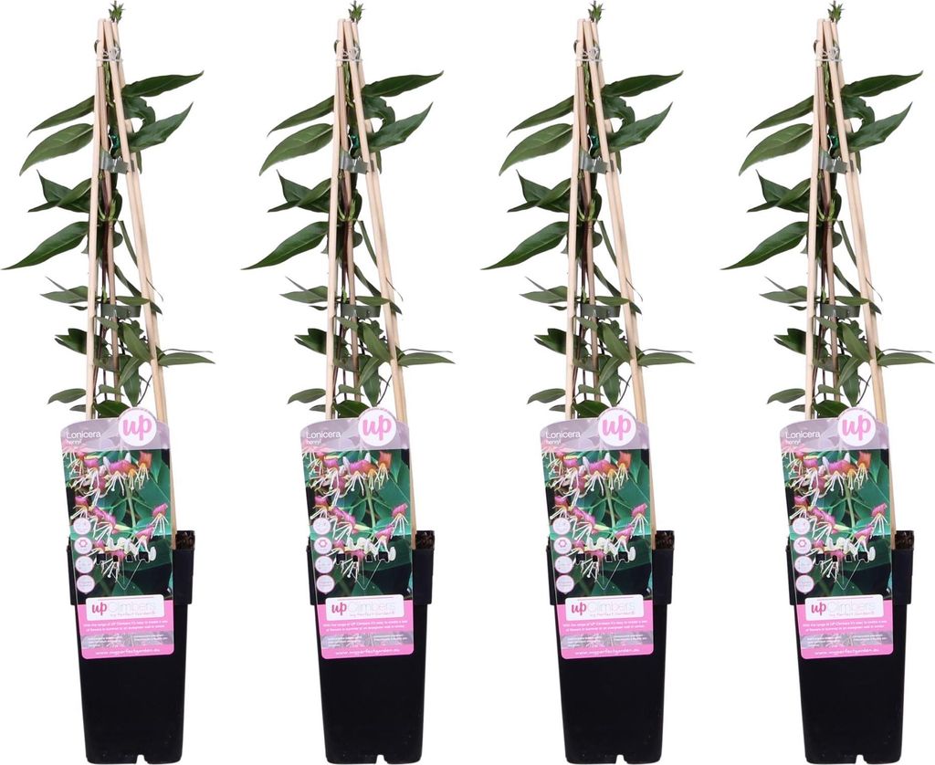 Geißblatt Lonicera henryi Copper Beauty 4 Pflanzen immergrüne Kletterpflanze