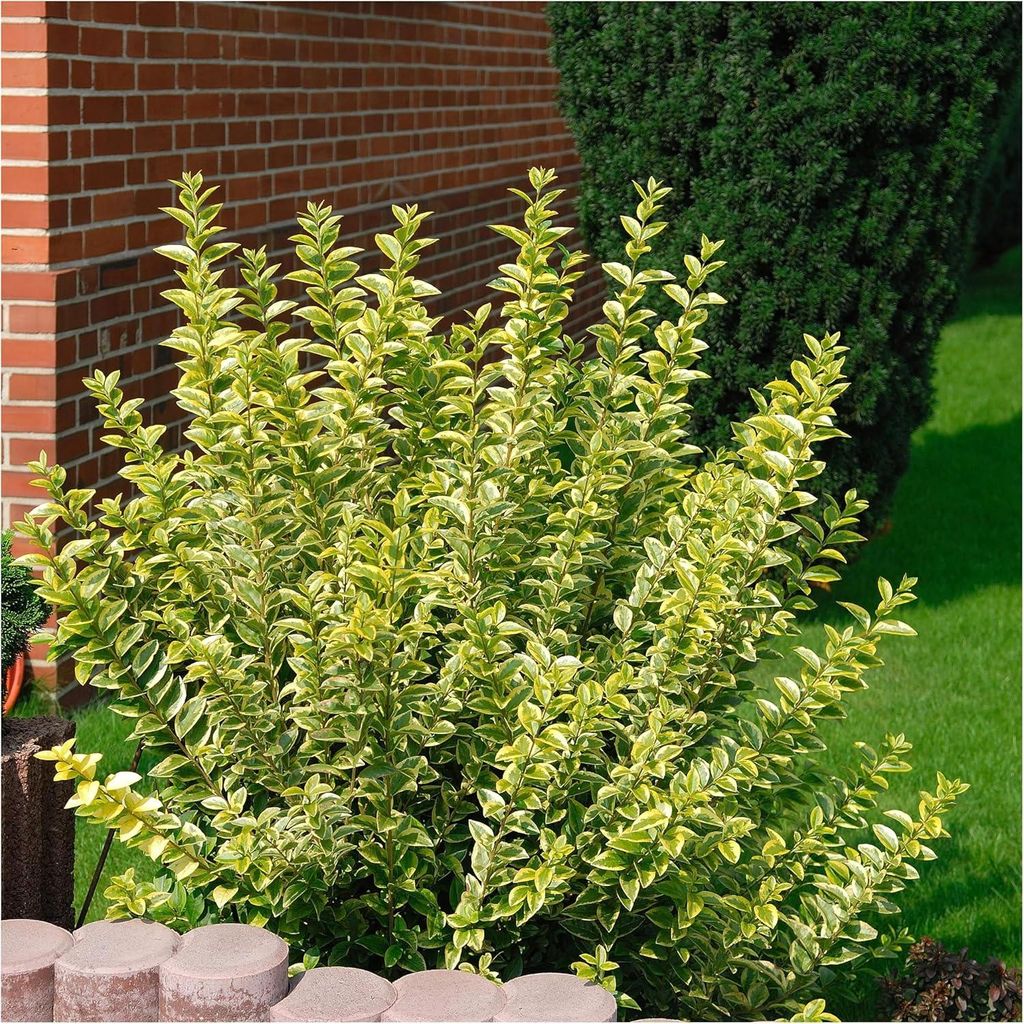 Stauden Gänge 50 x Ligustrum ovalifolium 'Aureum' - Goldliguster - Robuste Schönheit mit goldgelber Ausstrahlung - Heckenpflanze / Winterhart