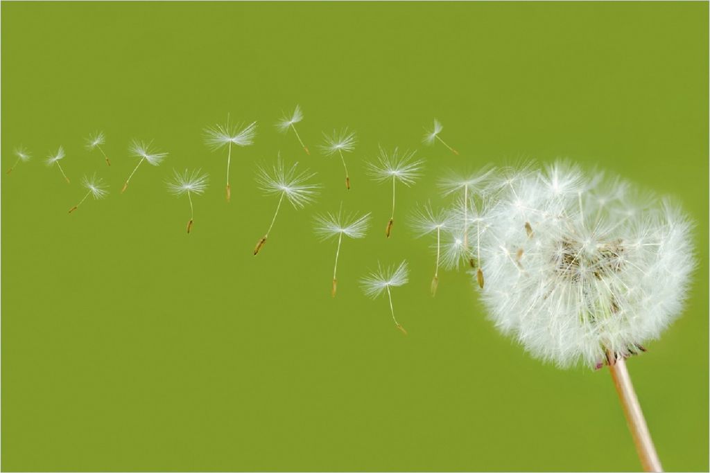 Wallario Poster - Pusteblume auf der Wiese mit fliegenden Samen, Kunstdruck Größe: 100 x 150 cm