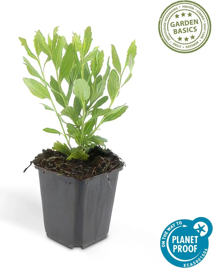 Aménager un massif d'automne avec 6 Asters ageratoides Ashvi blancs - 4