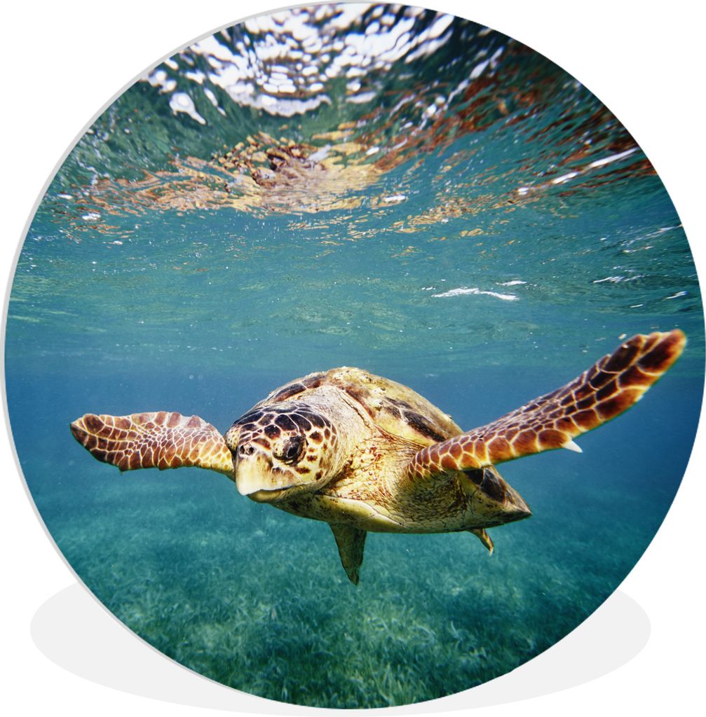 MuchoWow Rundes Wandbild - Runde Bilder Schildkröte - Wasser - Blau Ø 60 cm Kreis Wanddekoration Kunststoff - Wandkreis - Wandschmuck - Wand Kr...