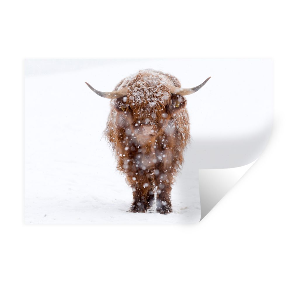 MuchoWow Wandtattoo Wandsticker Wandaufkleber Schottischer Highlander - Kuh - Schnee 120x80 cm Selbstklebend und Repositionierbar - Selbstklebend...