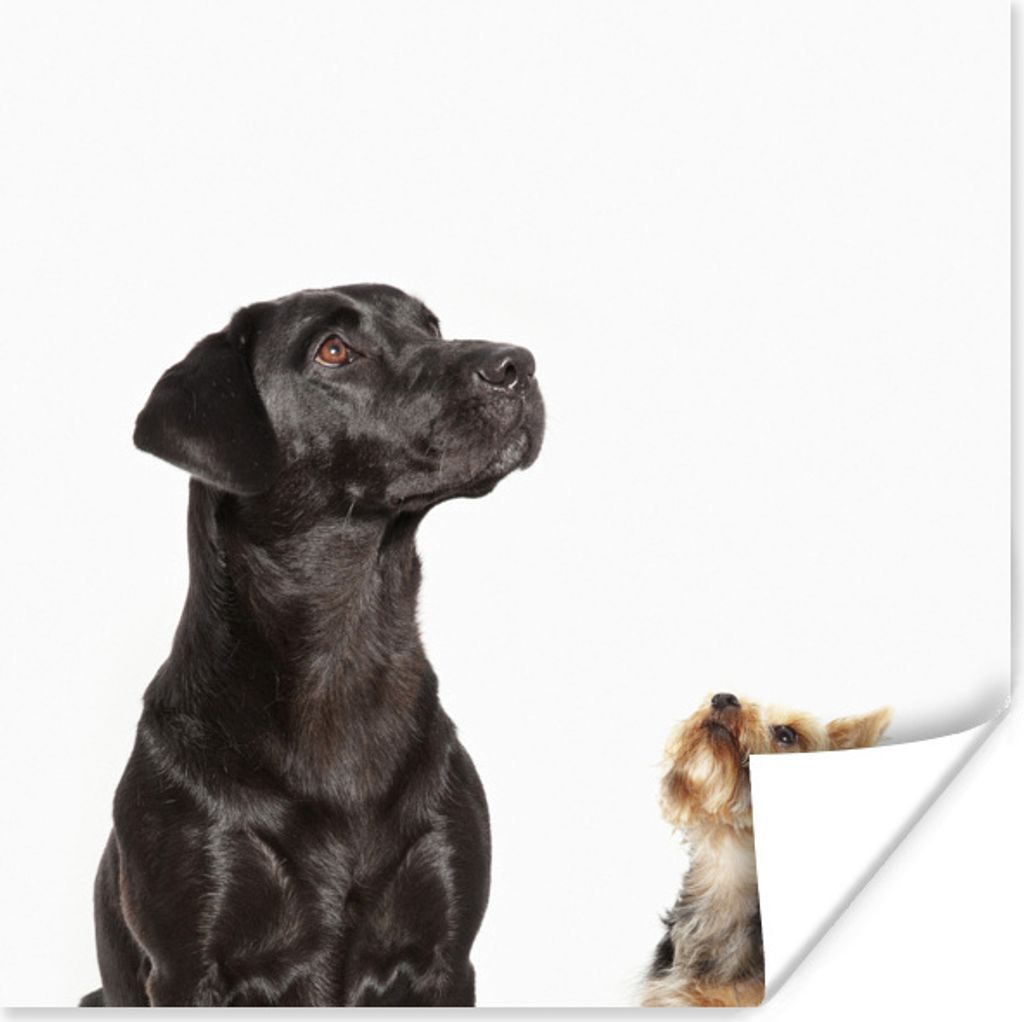 MuchoWow Poster Hunde schauen auf 100x100 cm - Babyzimmer