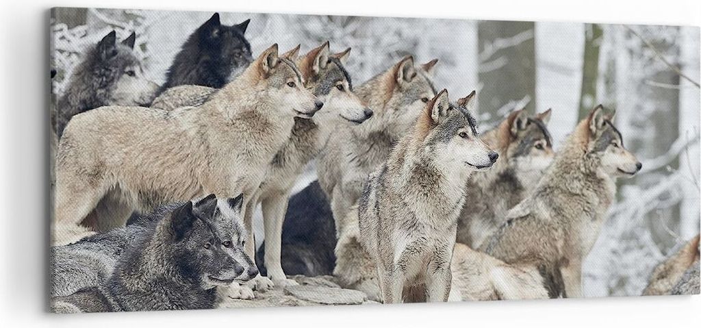 Bild auf Leinwand - Leinwandbild - Einteilig - Rudel Wölfe Winter - 120x50cm - Wand Bild - Wanddeko - Wandbilder - Leinwanddruck - Bilder - Wandde...