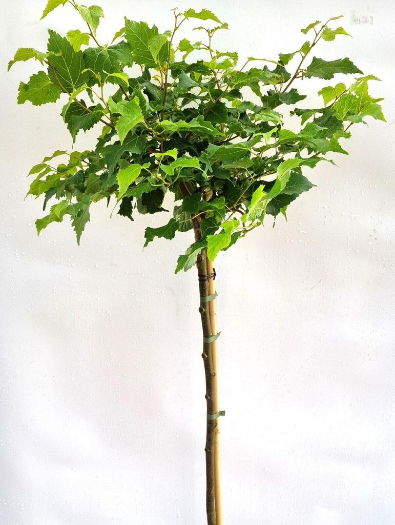 Lopta - Lipa 'Tilia Cordata Lico' vysoký kmeň 40 - 50 cm Obrázok produktu 