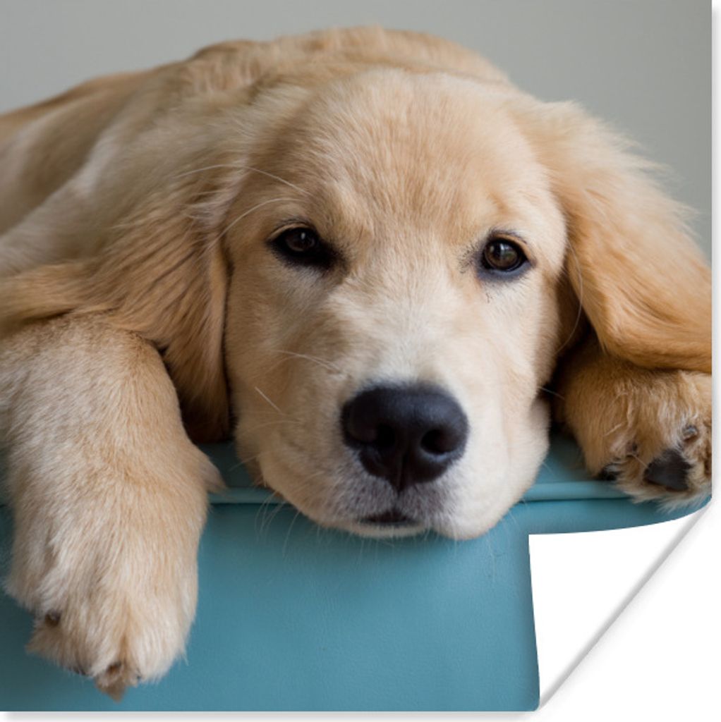 MuchoWow Poster Ein liegender Golden Retriever 50x50 cm - Wohnzimmerdekoration