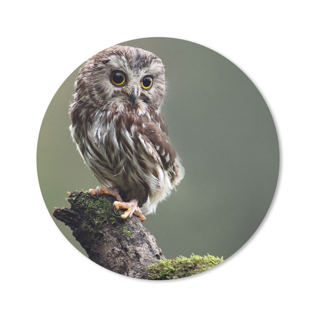 MuchoWow Mauspad Mousepad Nahaufnahme einer kleinen Eule 20x20 cm - Mousepads - Maus Mat - Pad - Mausunterlage - Schreibtischmatte