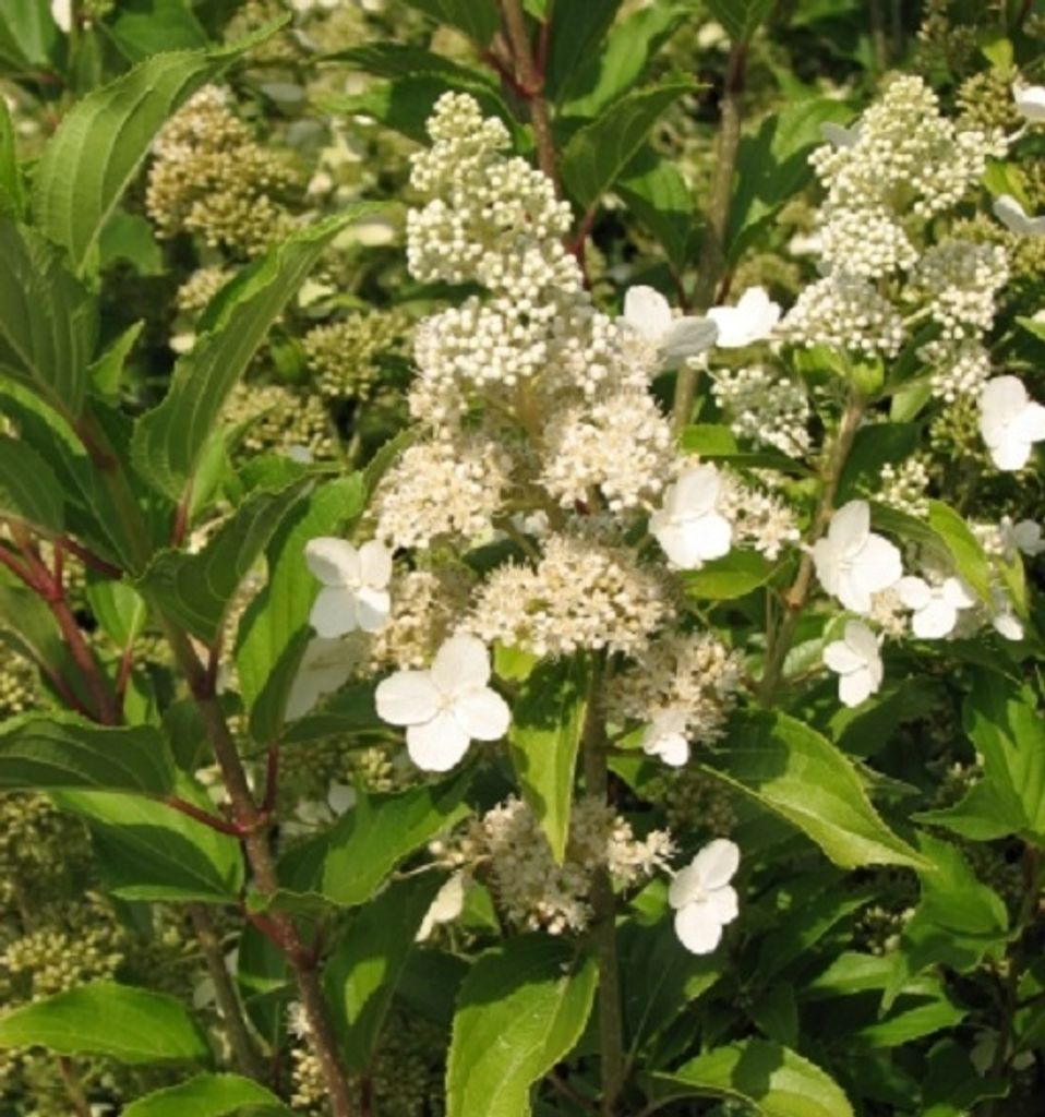 2 x Hortensie - Hydrangea paniculata 'Kyushu' | 40-50 cm in Container