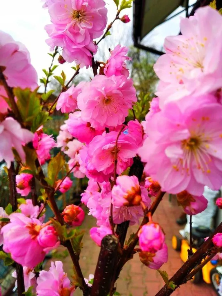 Arbre Amandier à Fleurs Roses Grand Sujet de Décoration Extérieure