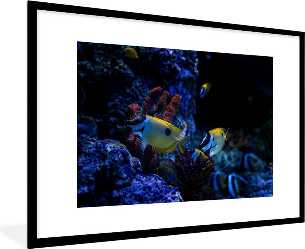 MuchoWow Gerahmtes Poster Aquarienfische in einem Aquarium in Singapur. 90x60 cm - Poster mit Schwarzem Bilderrahmen Wandposter Rahmen Foto Bilde...