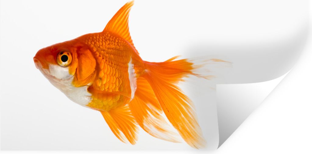 MuchoWow Wandtattoo Wandsticker Wandaufkleber Goldfisch - Fisch - Weiß 80x40 cm Selbstklebend und Repositionierbar - Aufkleber