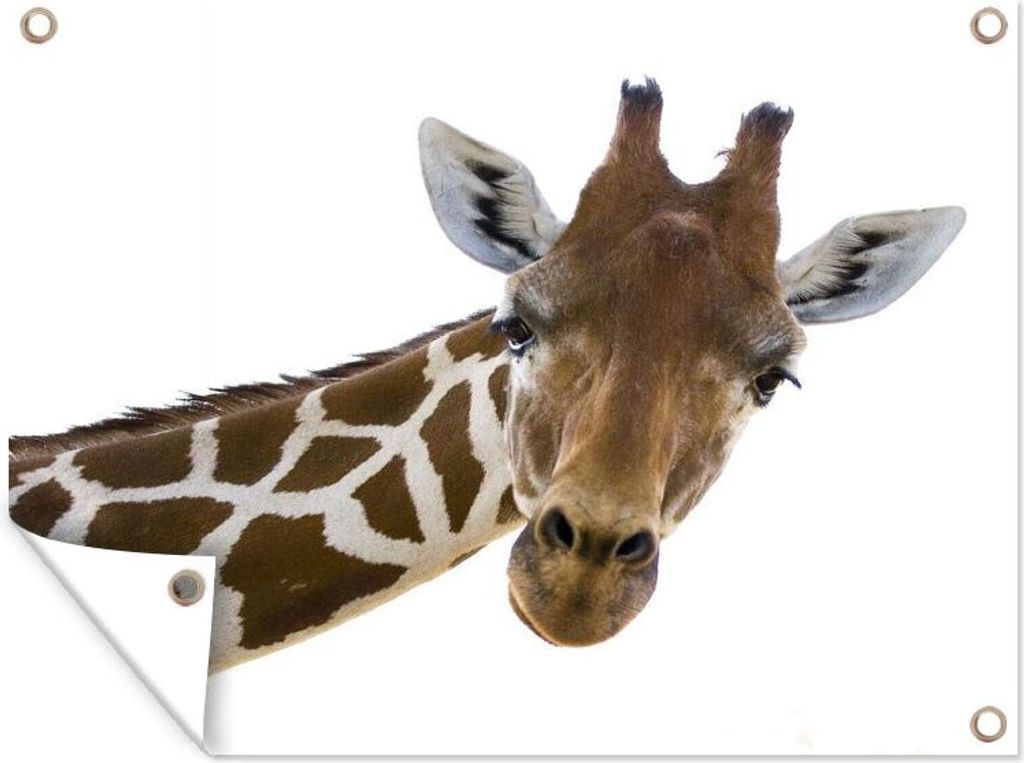 MuchoWow 80x60 cm Outdoor-Poster Gartendeko Sichtschutz Garten Poster für den Garten Giraffenkopf für weißen Hintergrund