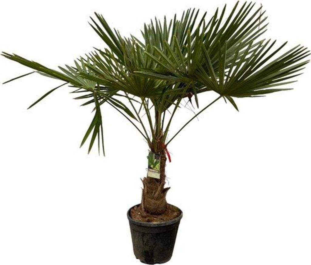 Palma Trachycarpus - 200 cm - Ø 30 cm Immagine del prodotto 