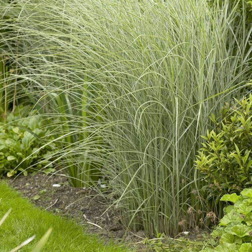 6 x Chinaschilf Morning Light - Miscanthus sinensis Produktbild 