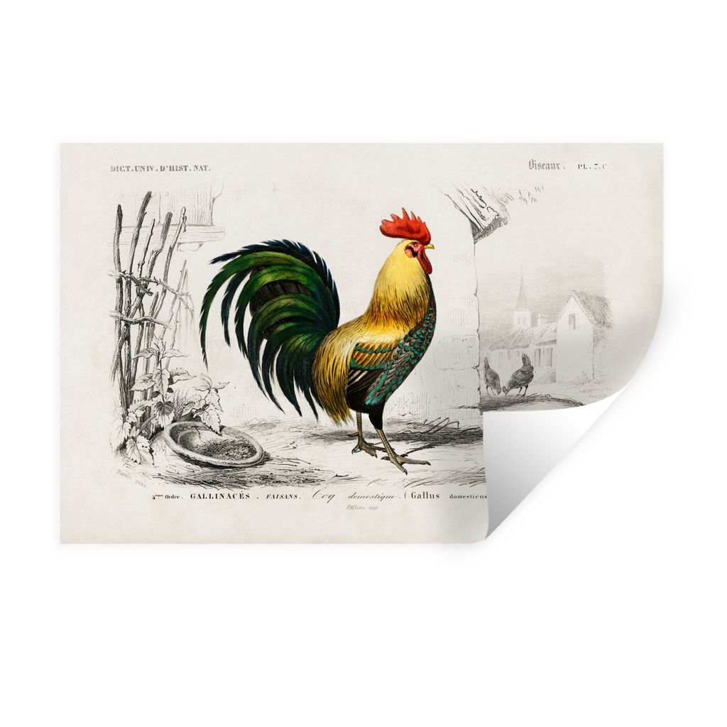 MuchoWow Wandtattoo Wandsticker Wandaufkleber Hahn - Vogel - Jahrgang 60x40 cm Selbstklebend und Repositionierbar - Wierderverwendbar - Selbstkle...