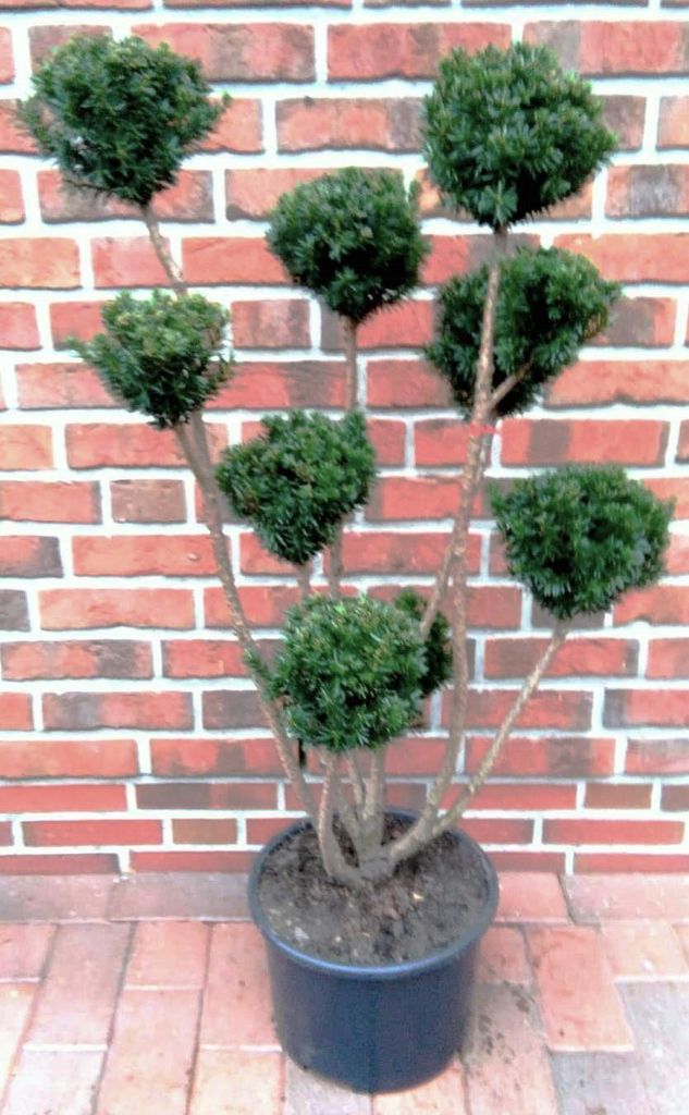 Taxus media "Hicksii"- Gartenbonsai,  (Höhe inkl. Topf: Produktbild 