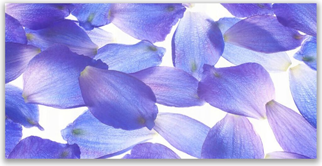 Tulup Leinwand-Bilder 140x70 Wandbild Canvas Kunstdruck Blütenblätter Pflanzen