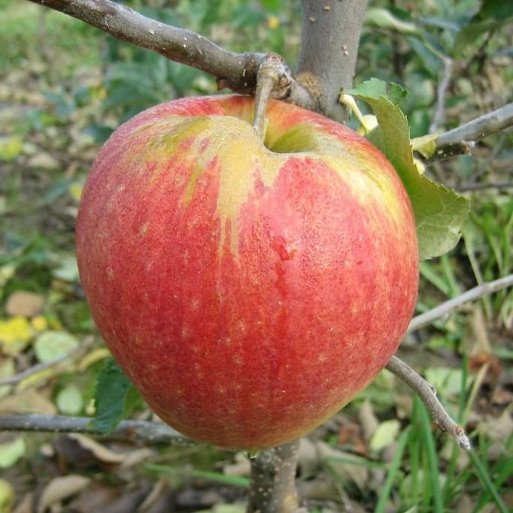 Apfelbaum Jonagold Winterapfel Buschbaum 110-140 cm M26