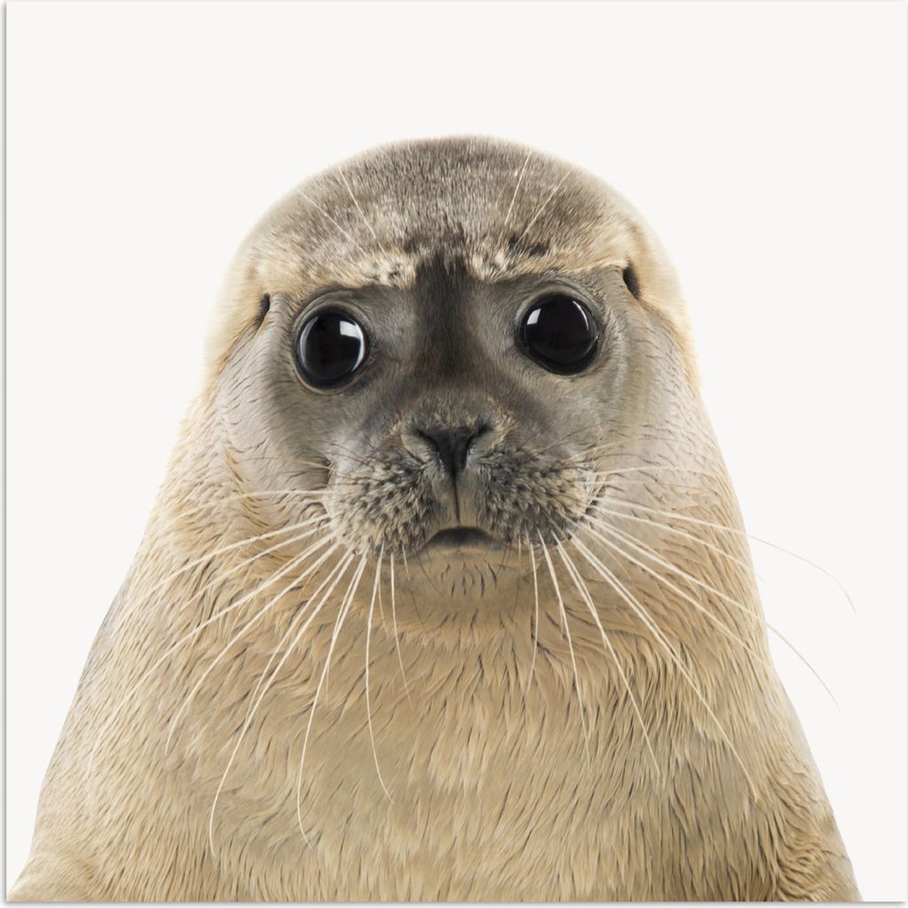 MuchoWow Poster Jungen - Robbe - Kinder - Mädchen - Tiere 30x30 cm - Wandposter - Printing
